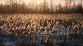 008_Biebrza - marzec 2013